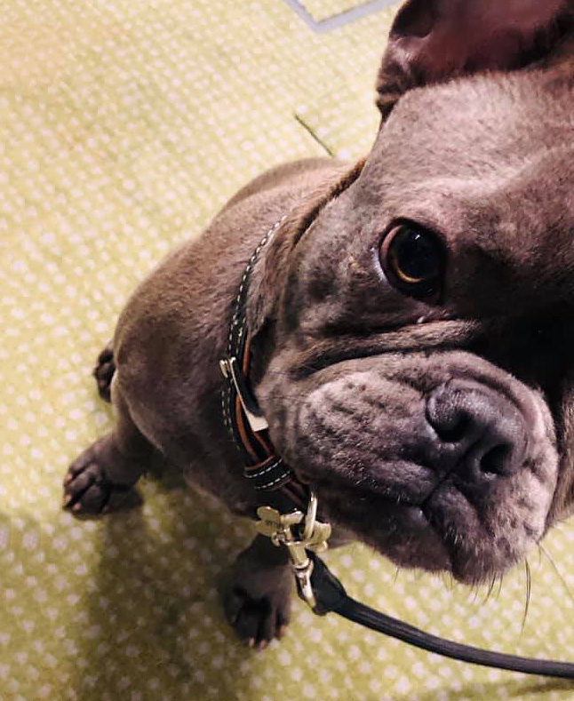 Provinzial_Greinert_Hunde_Charlie1